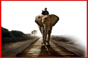 El jinete y el elefante de Haidt